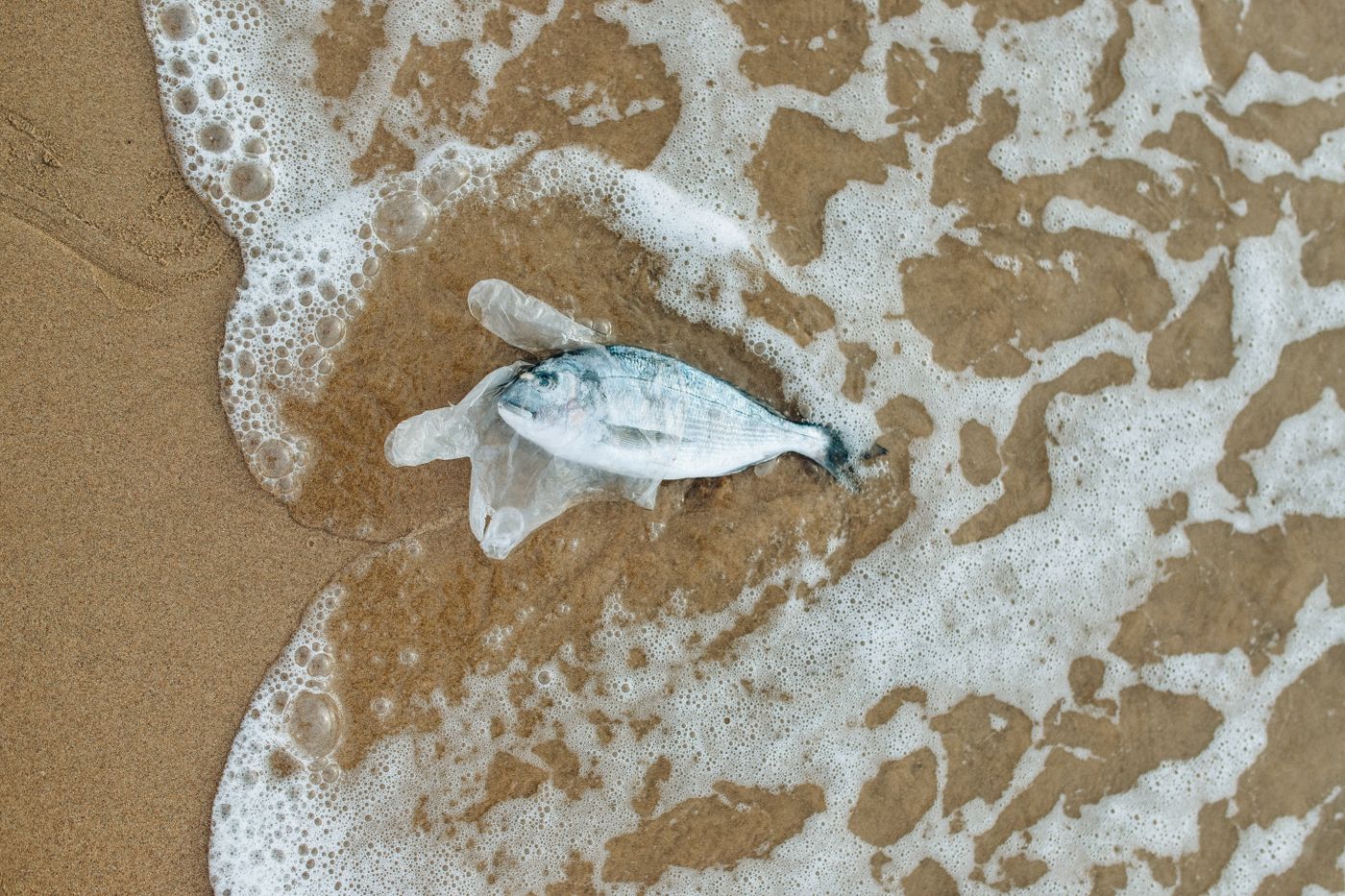 A fish wrapped in clear plastic on the beach